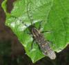 Saperda populnea